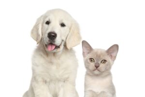 Pensione animali Salerno